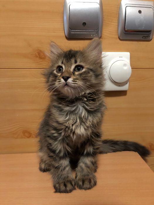 Отдам котят в хорошие руки