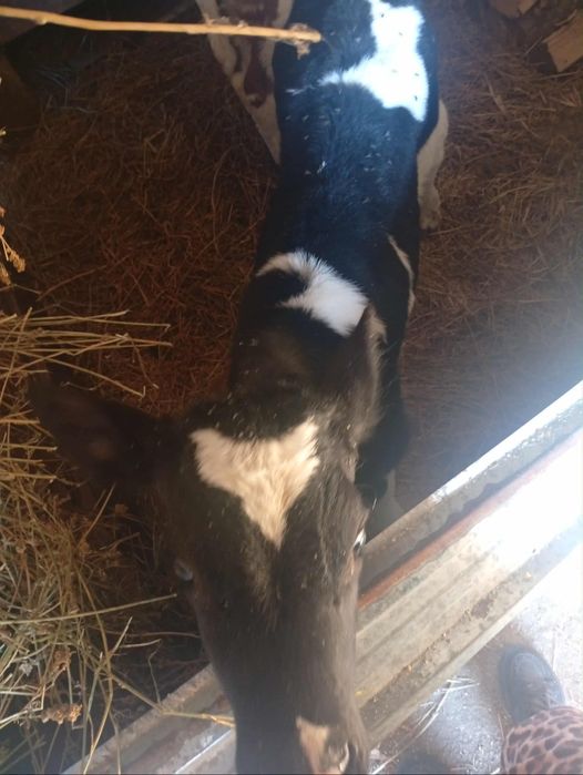 Vând 2 vitei  de 4 săptămâni