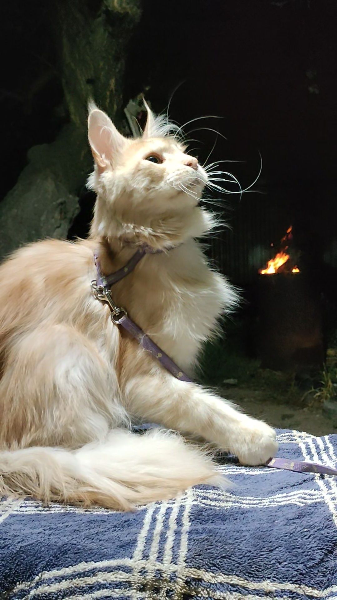 Кот  породы Майн-кун