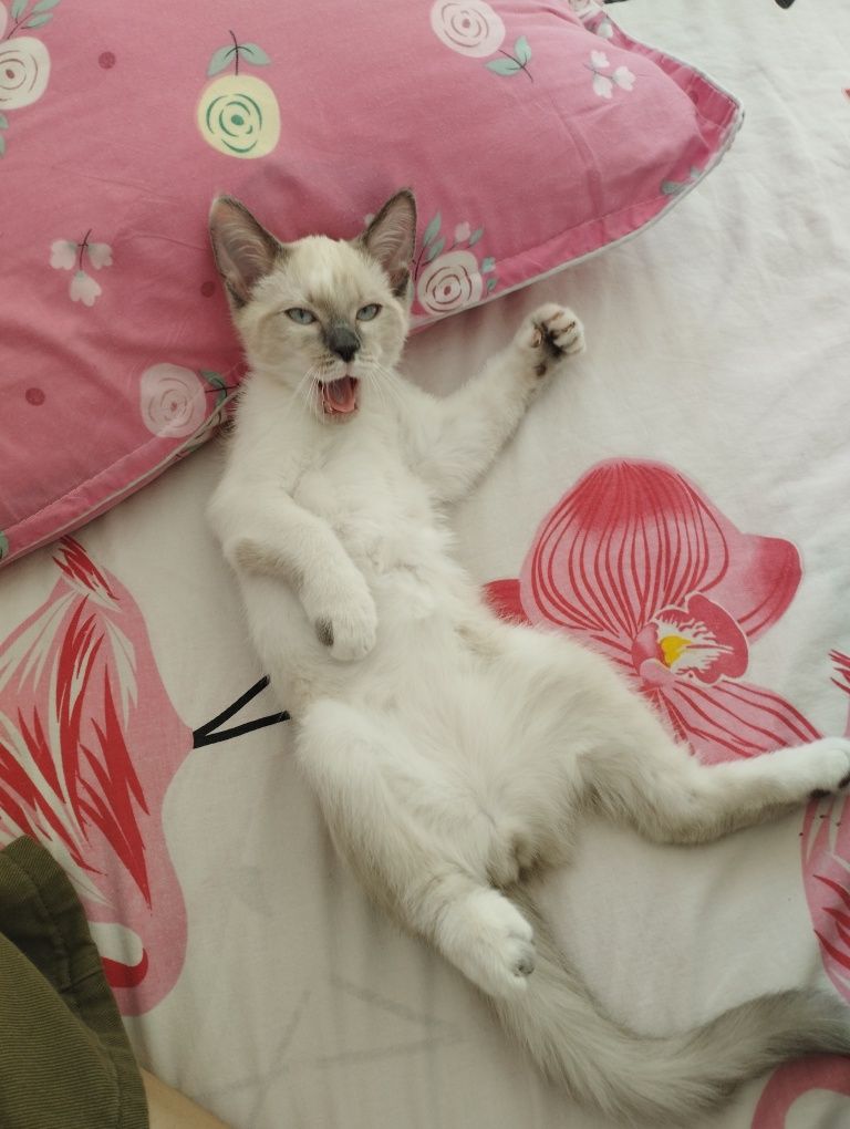 котенок в добрые руки
