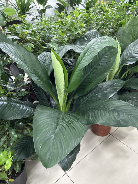 Женское счастье гигант