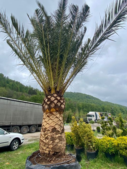 Pheonix Canariensis , Palmier Exotic