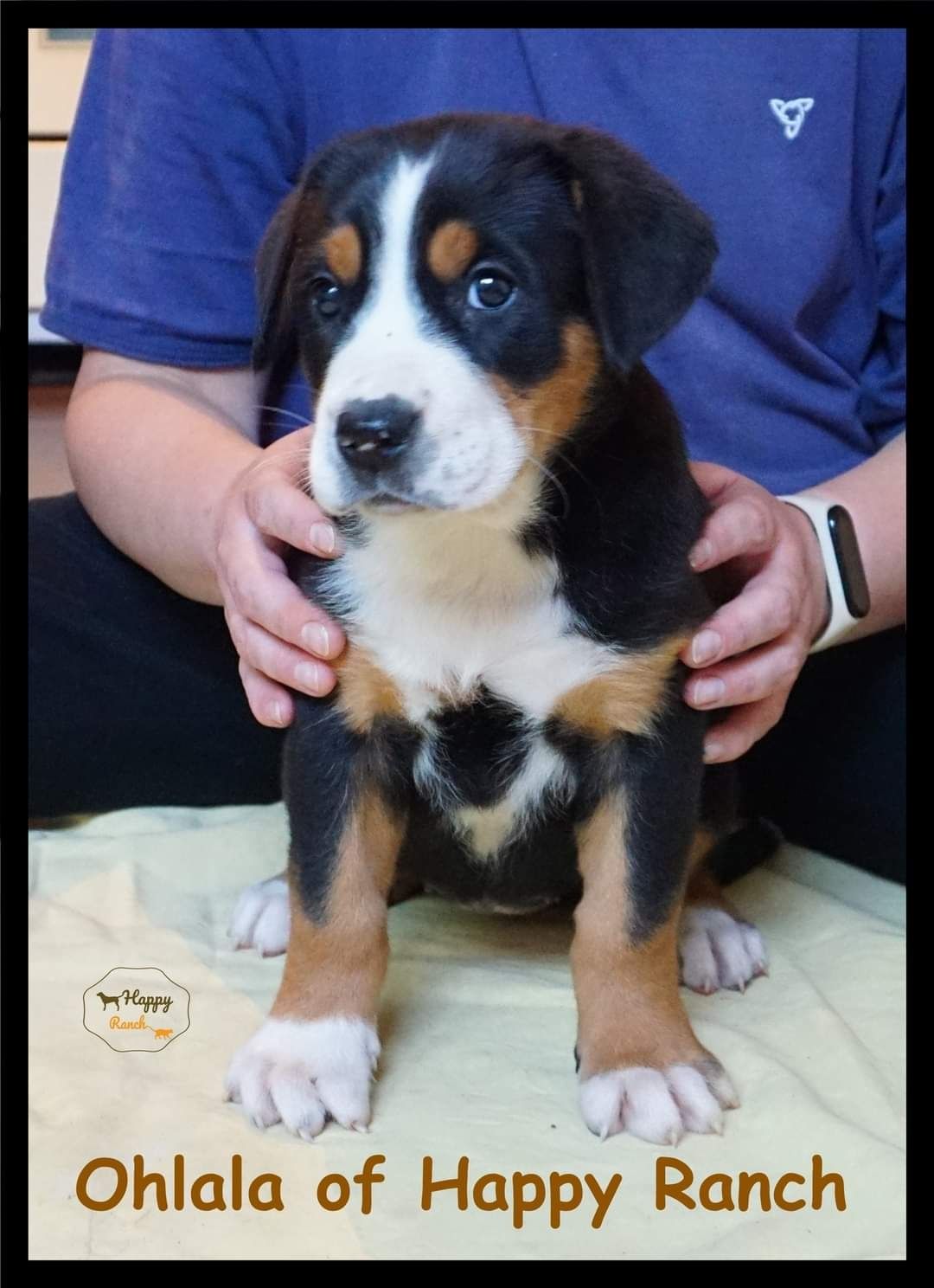 Vand Pui Greater Swiss Mountain Dog