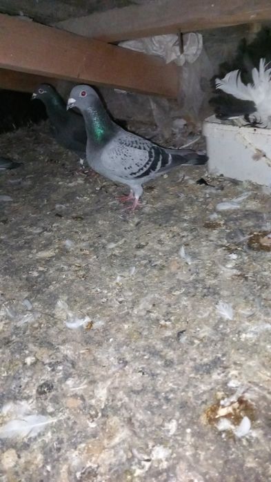 Vand porumbei voiajori