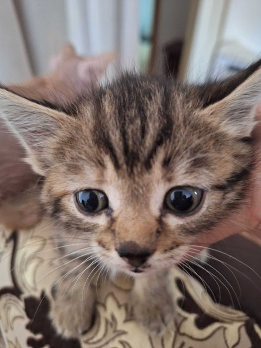 Котенок Британка