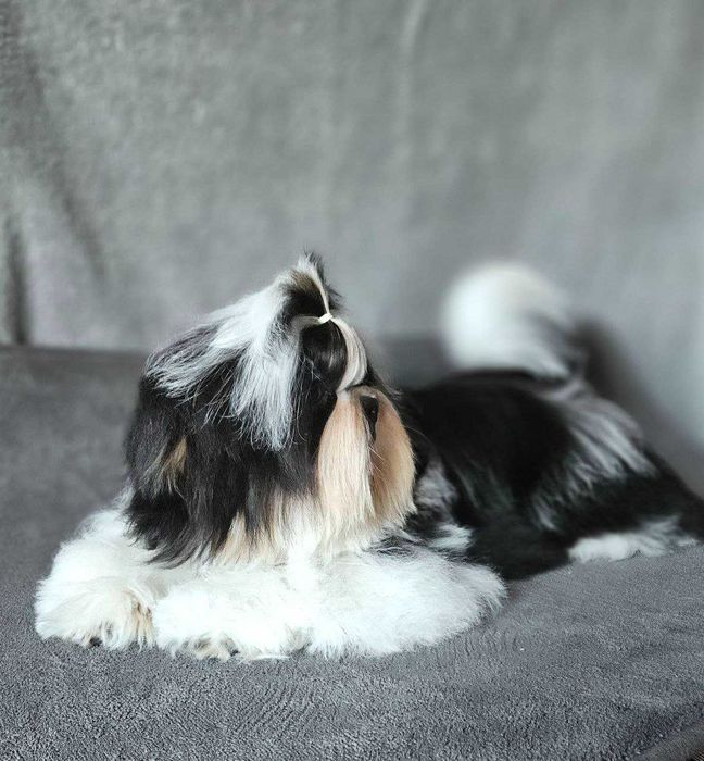 Băiat Shih Tzu în vârstă de 6 luni