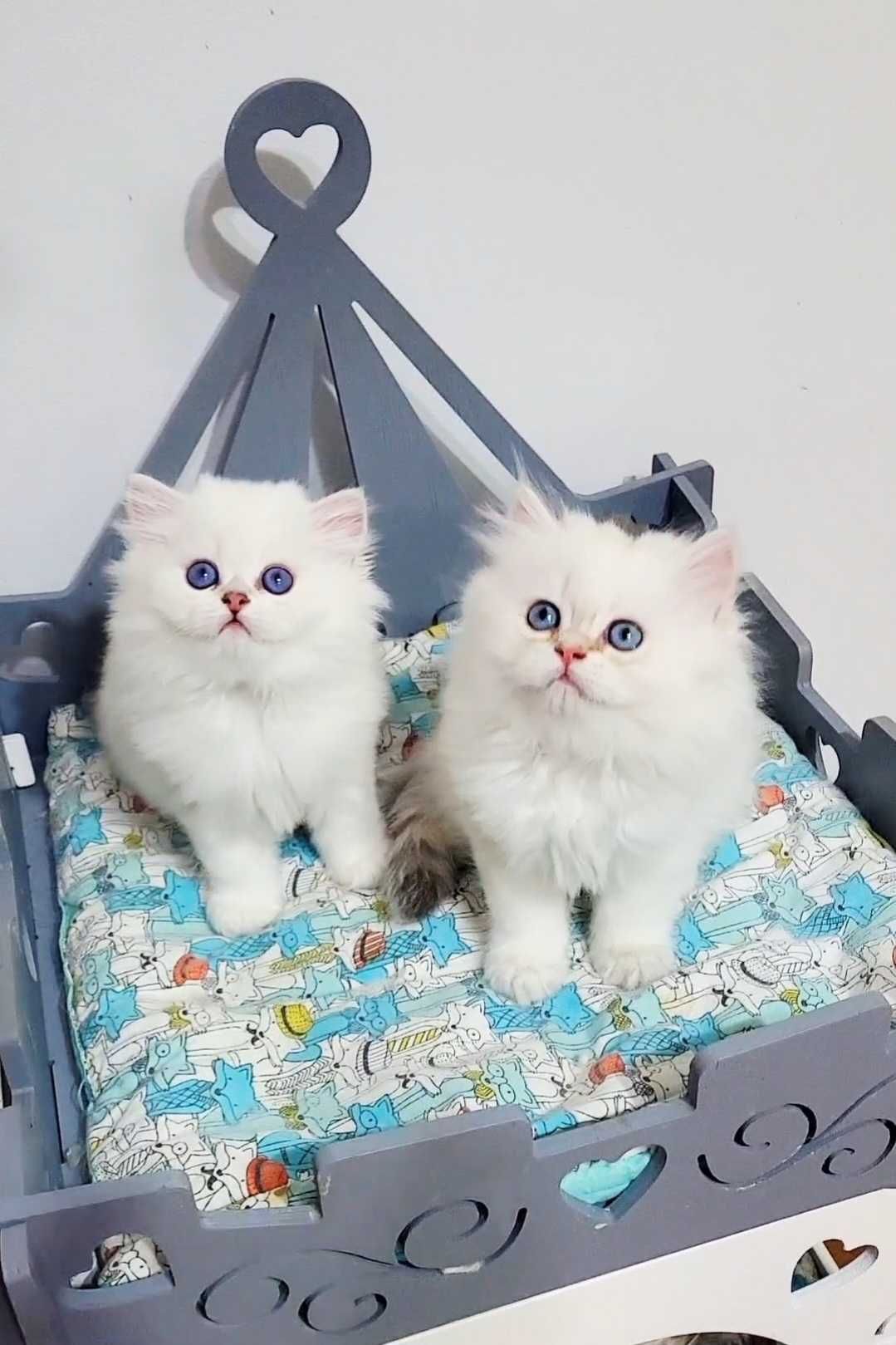 British longhair pedigree