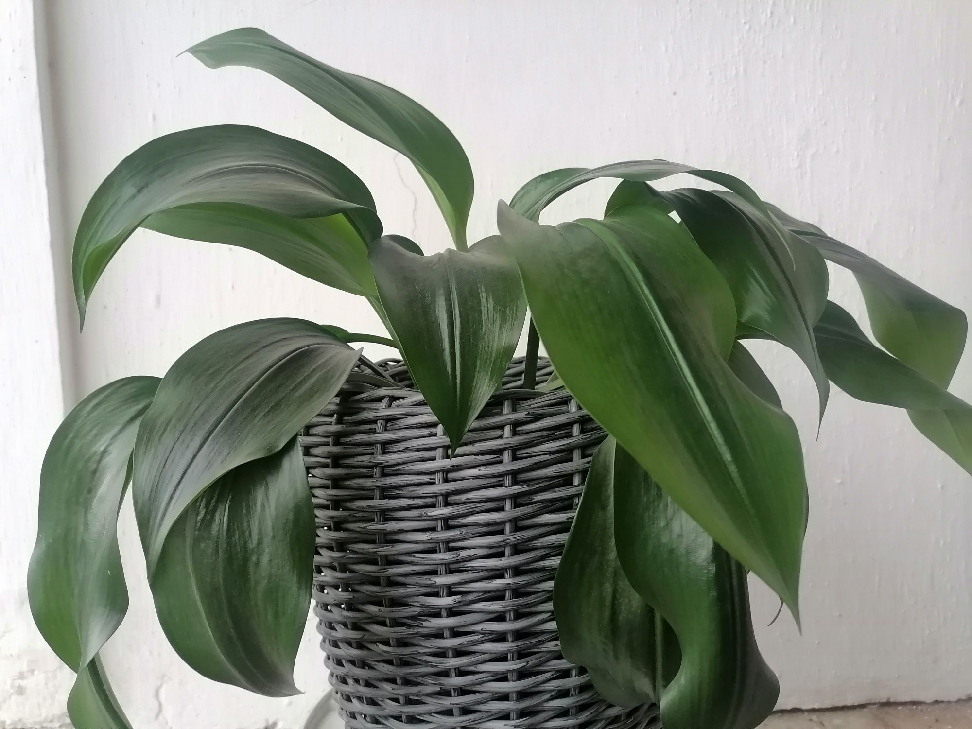 Кашпо из ротанга