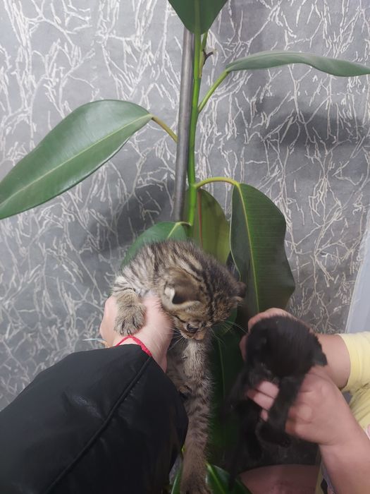 Отдам котят в добрые руки