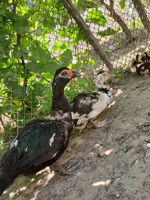 Rățoi leșesc pentru prasila.Schimb cu alte pasari