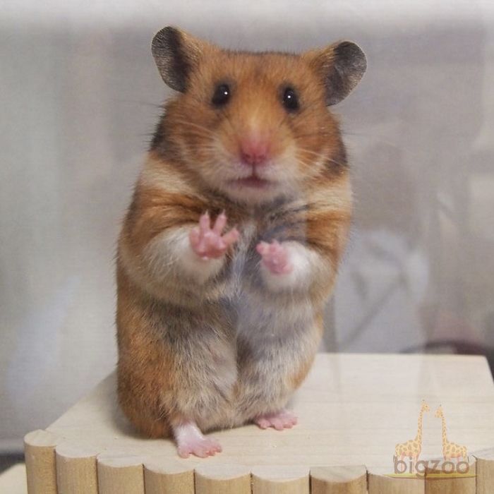 Хамяк сотилади 10 дона бор