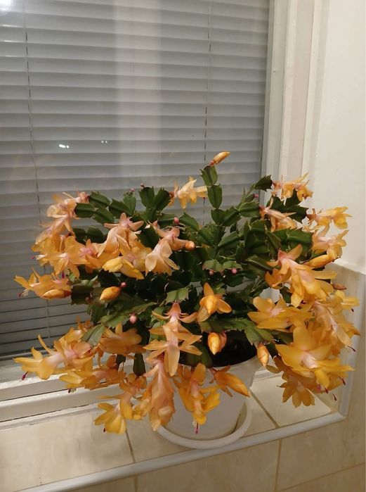 Декабристы цветущие шлюмбергеры