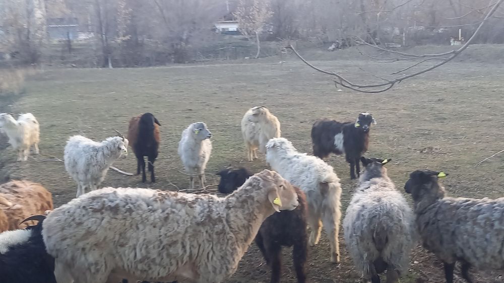 Продам молодых коз