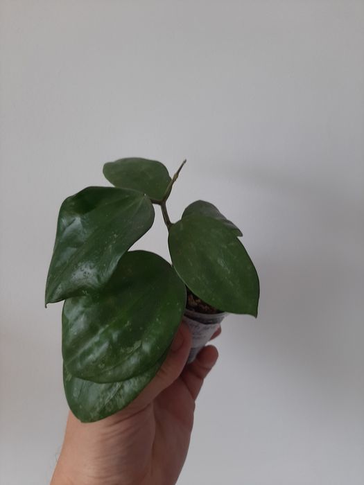 Хойя, черенки укорененные