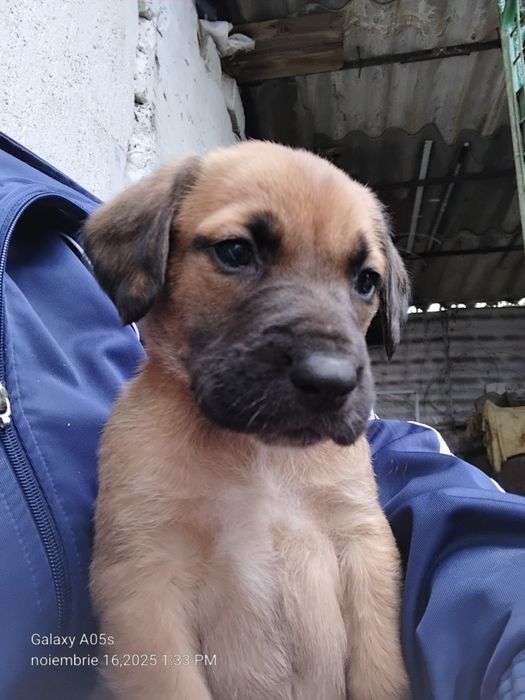 Donez cățeluși!         .