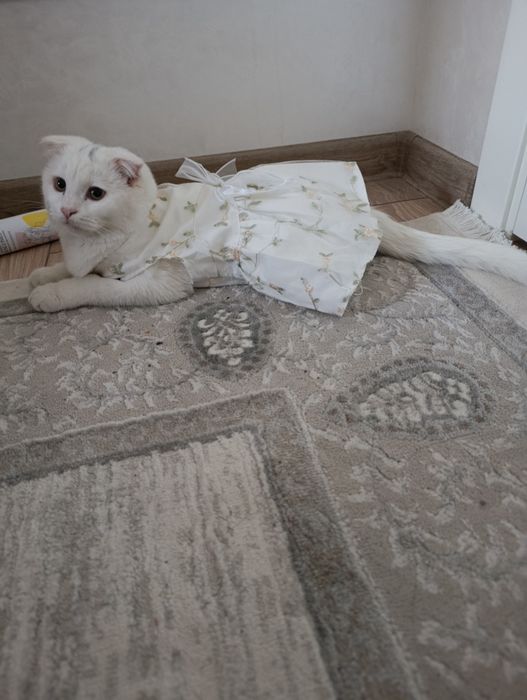 Zotdor Mushuk Sotiladi