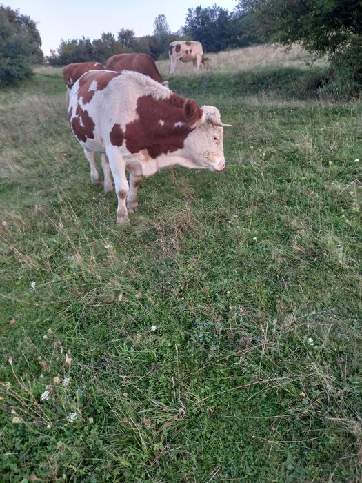 Junci batata romanesca