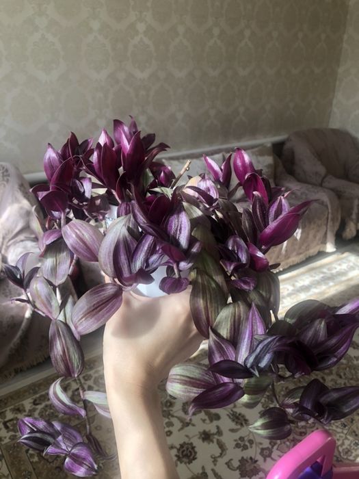 Традесканция,Комнатные цветы