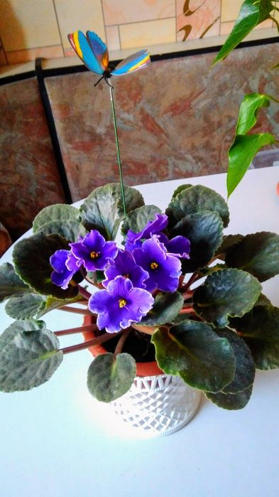 Обмен цветочка фиалка