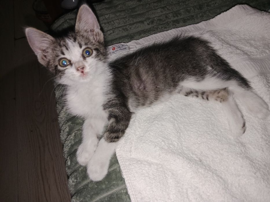 Подросший мальчик под кастрацию