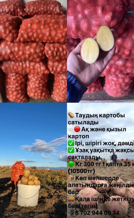 Таудың картобын сатамын, кг 300 тг. Өте дәмді, езіліп кетпейді!