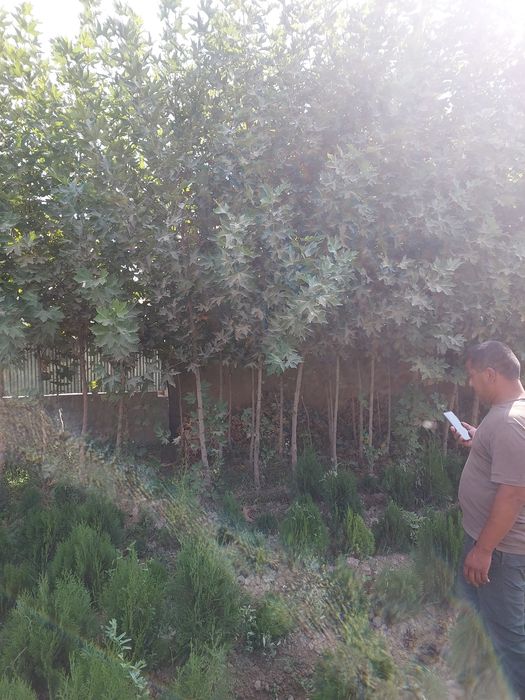 Chinor ko‘chatlari — Samarqand Agro Dizayn kompaniyasidan!