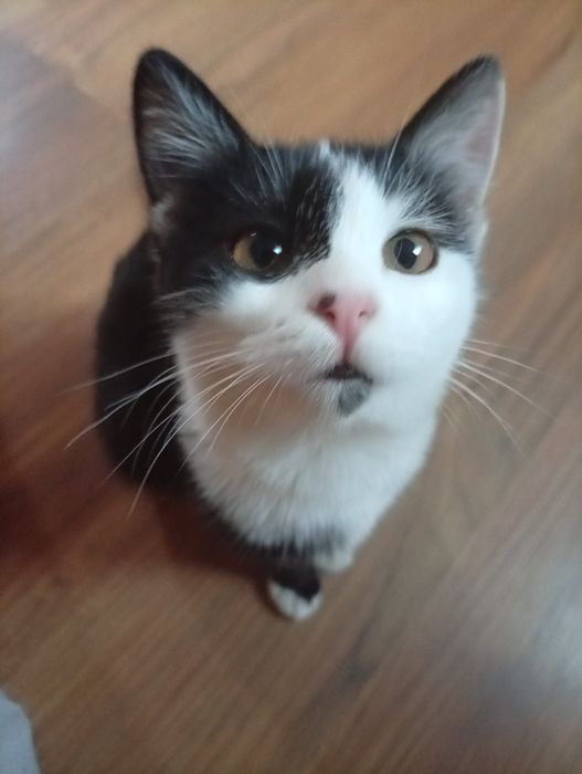 Котенка в добрые руки