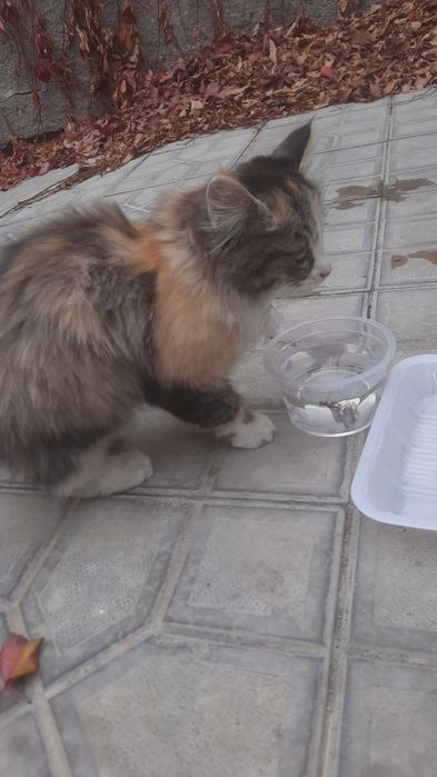 Кошечка пушистая, трехцветная