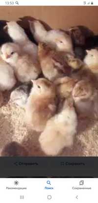 Домашние цыплята из-под квочки
