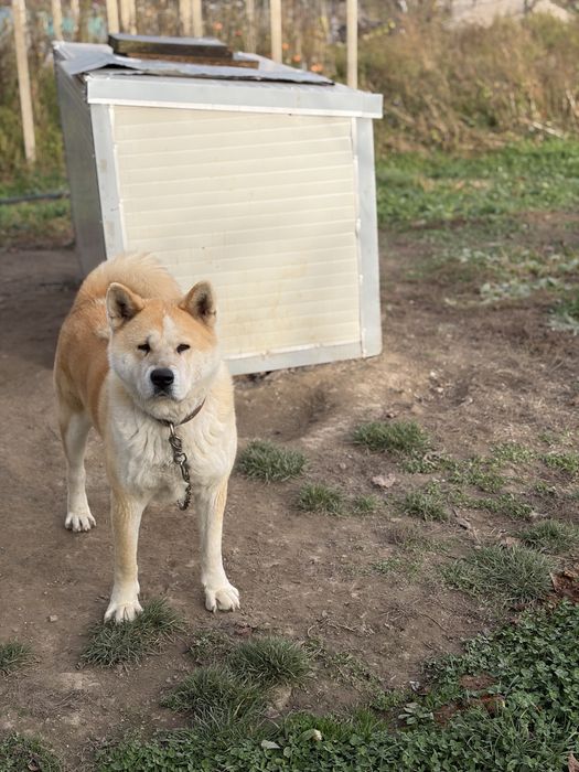 Akita Inu Japonez