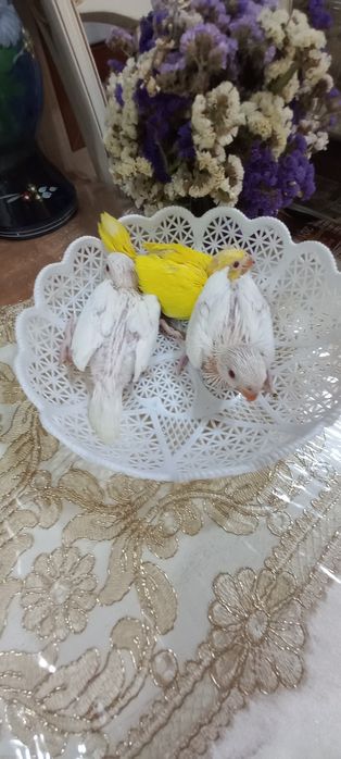 Продаются птенцы Ожирелового попугая.