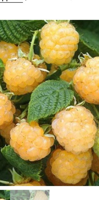 Малини жълти  ранни          !