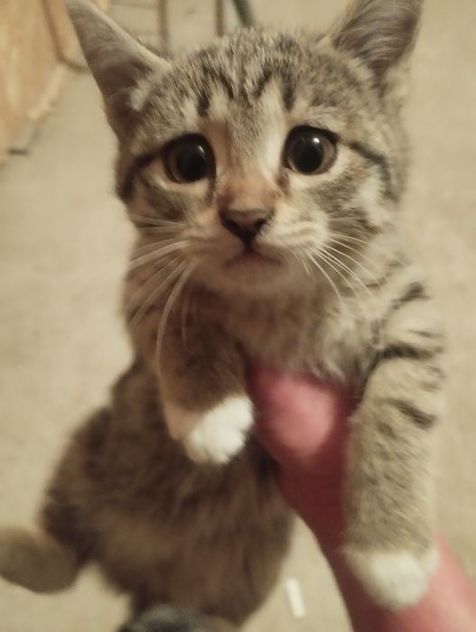 Отдам котят бесплатно