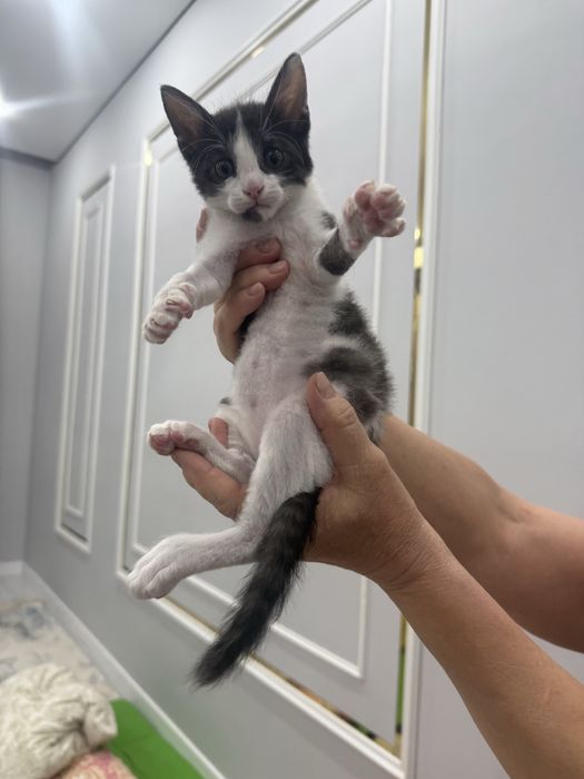 Котенок в добрые руки