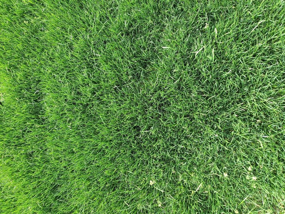 Tirik Rulon Gazon Toshkent - Живой газон цена Ташкент Uzb Gazonlar.Uz