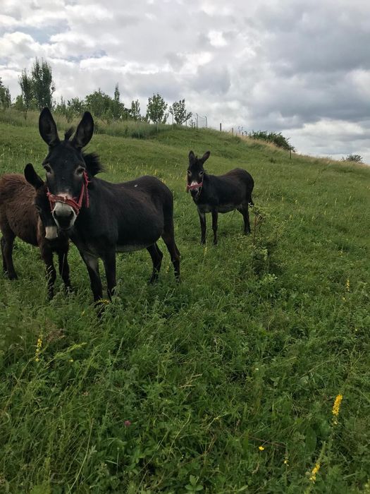 Măgăriță cu pui și pui