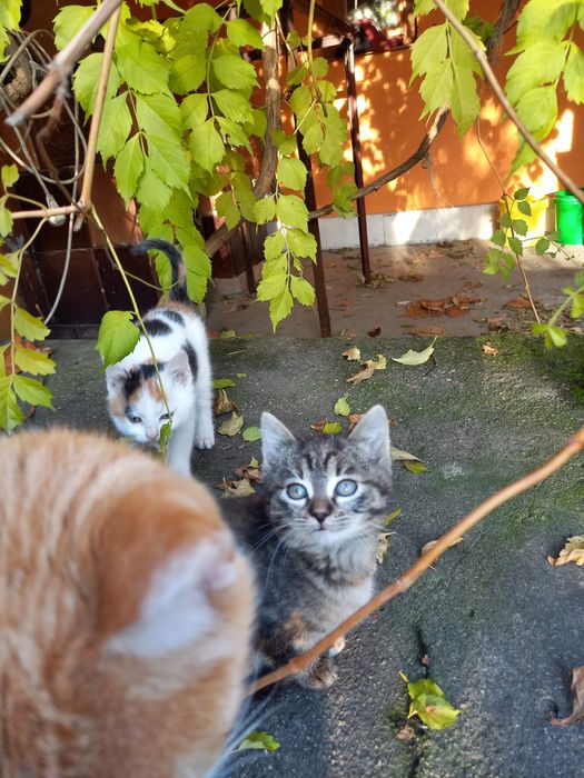 Donez 2 pui de pisică, in varsta de 3 luni foarte jucausi!