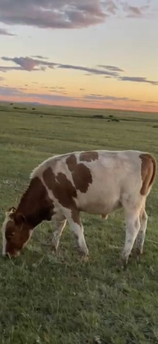 Продам бычков 5 голов.