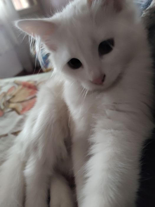 Бели котета, 4 мес.