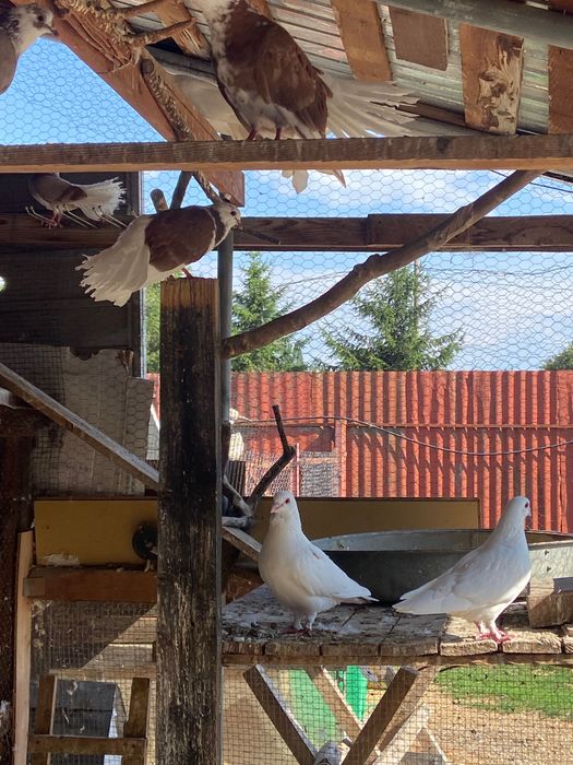 Porumbei rotați de vânzare