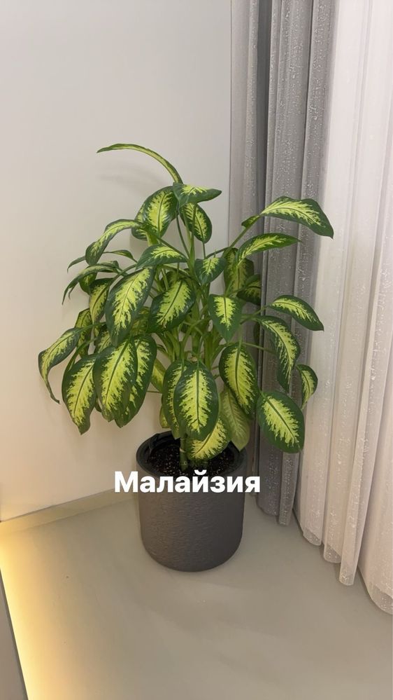 Цветы диффенбахия