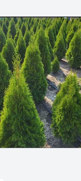 Туя смарагд перфектни 160см