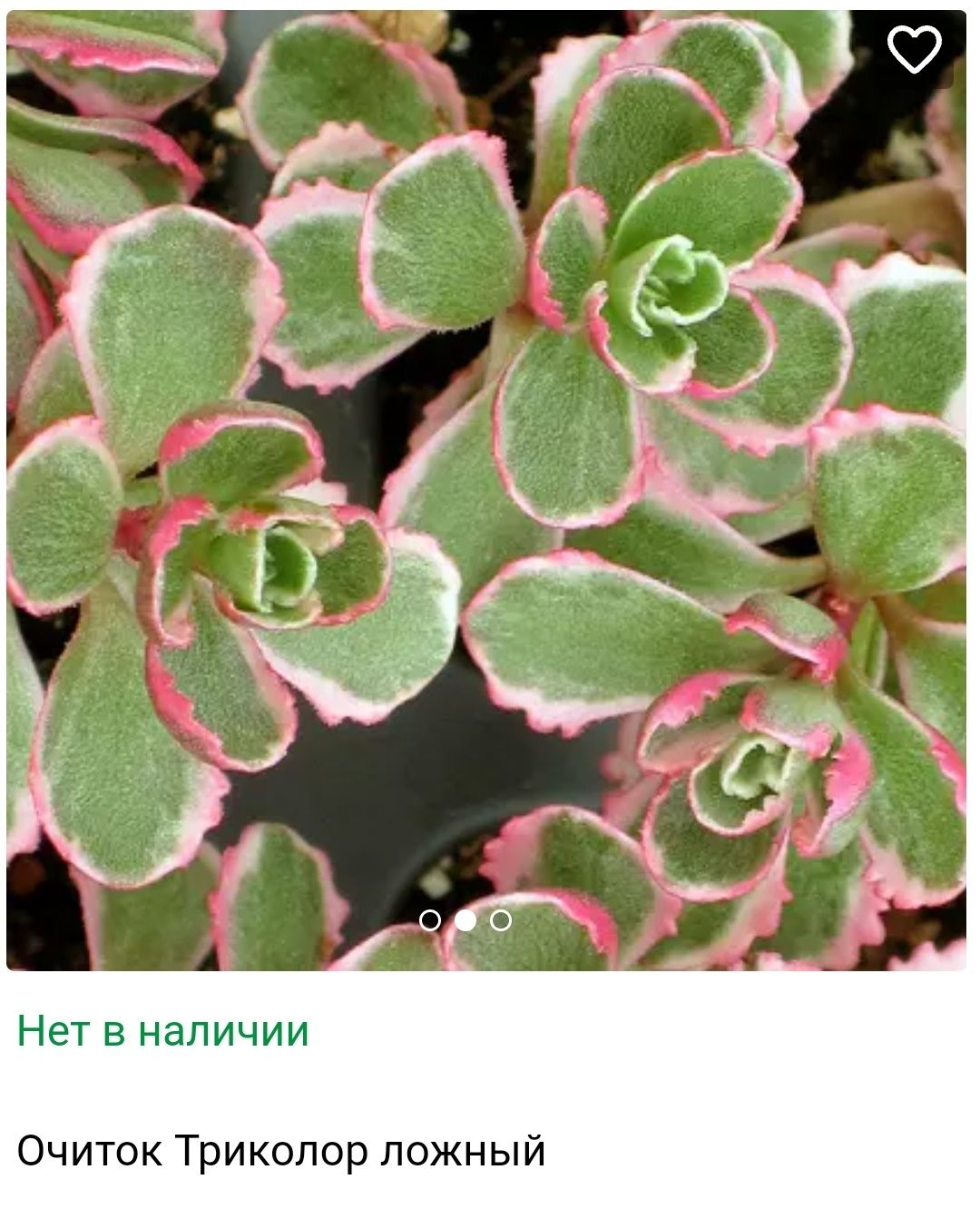 Многолетние растения, растения для сада