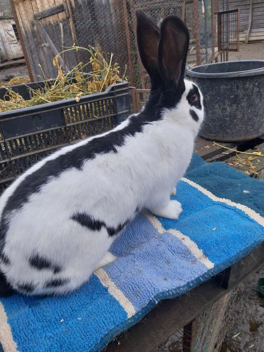 De vânzare iepurii ,