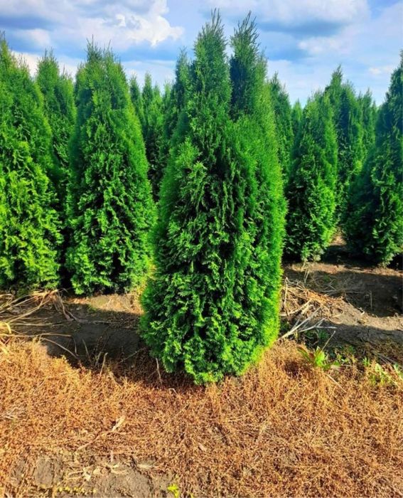 Plante ornamentale naturale