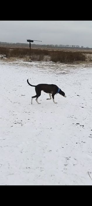 Продам суку Грейхаунд