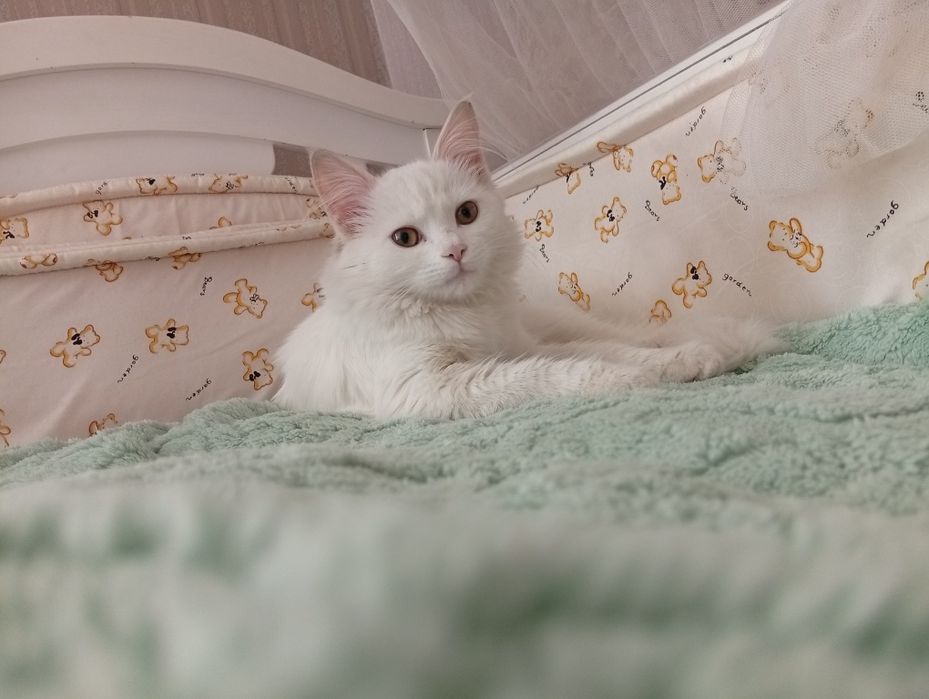 Turk angora toza qon