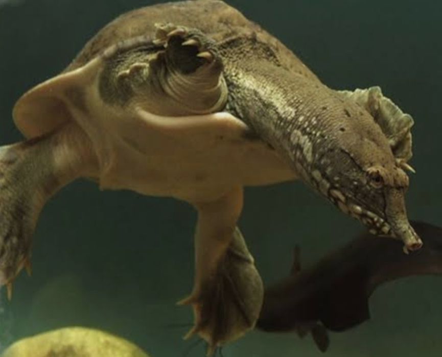 Черепаха трионикс