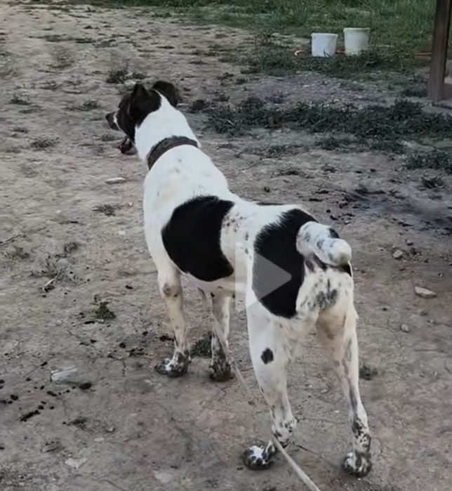 Продается  супер молодая сука возраст год и 8месяцев ещё не щенилась