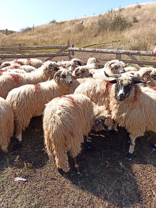 Oi țurcane ,tinere, frumoase